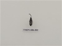 藏品(天牛科(五)泰國)的圖片